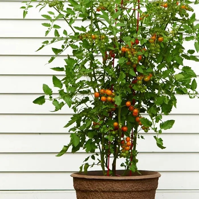 Orange Tomato Cherry2