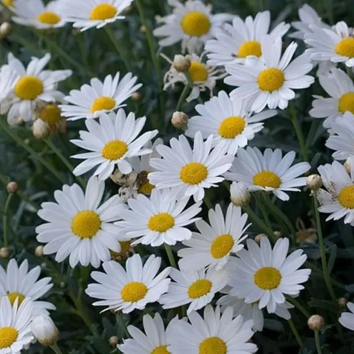 daisy white