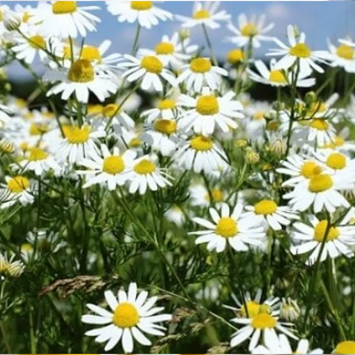 daisy white3