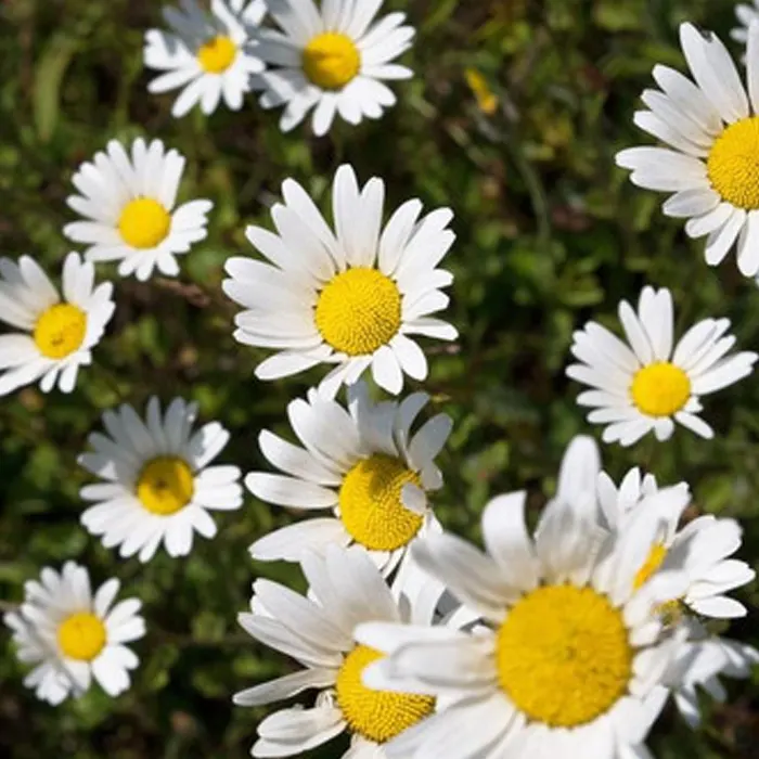 daisy white4