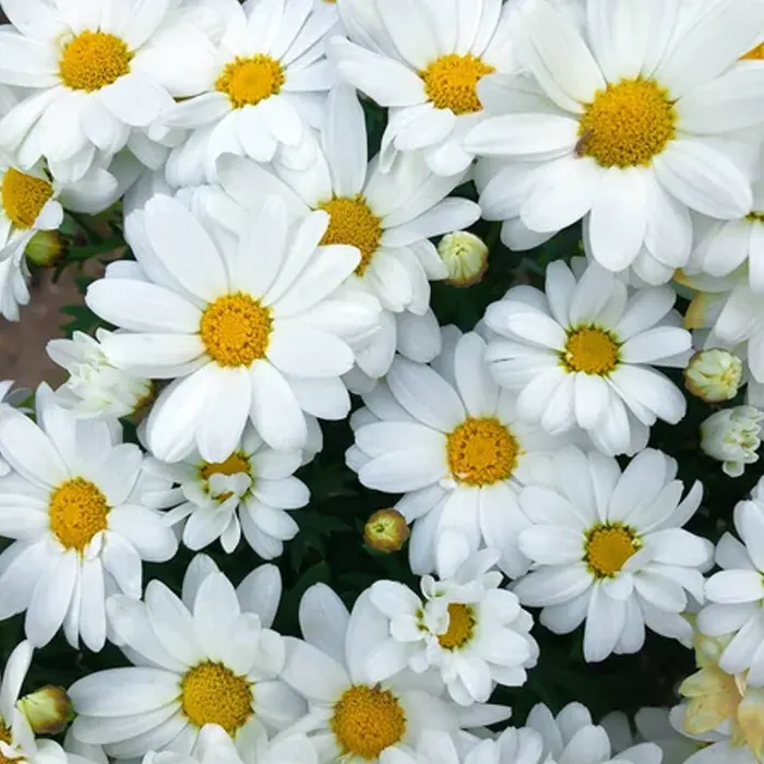 daisy white5