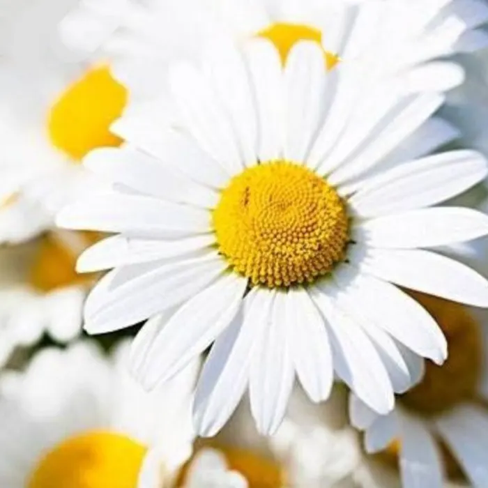 daisy white6