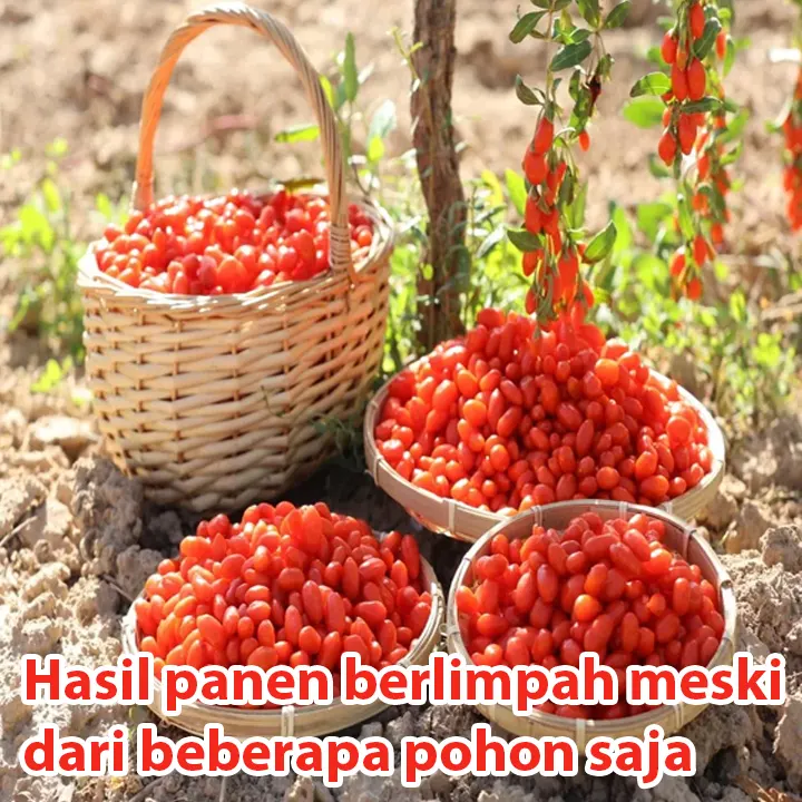 goji2