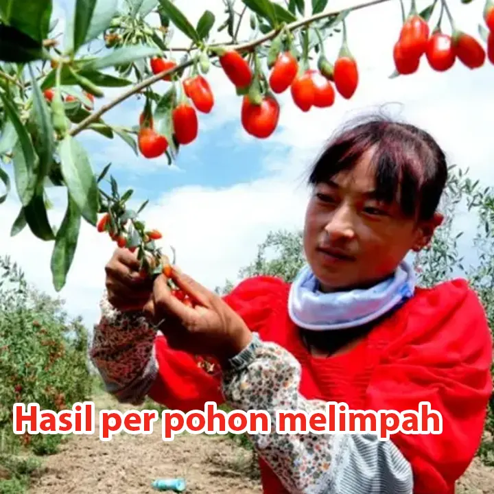 goji4