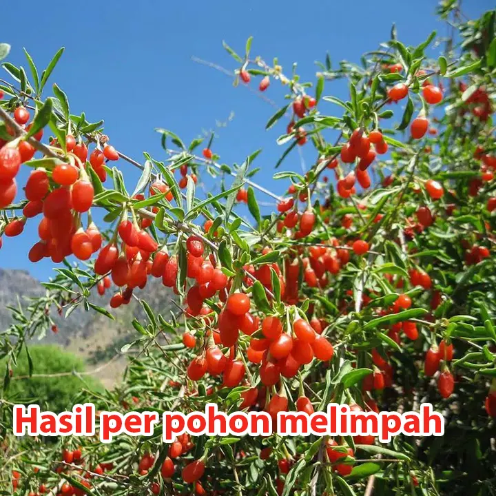 goji5