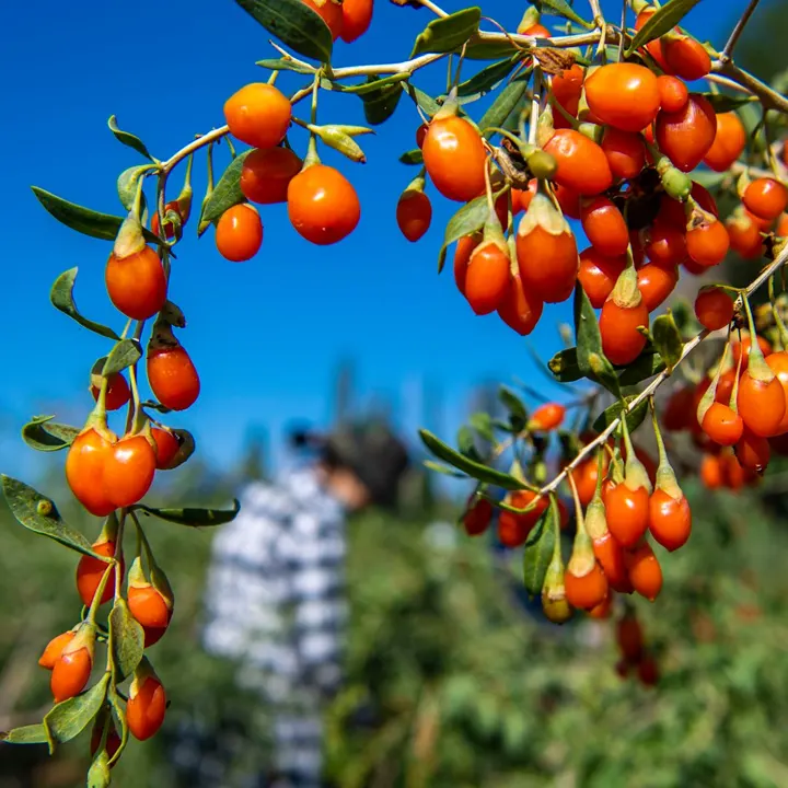 goji6