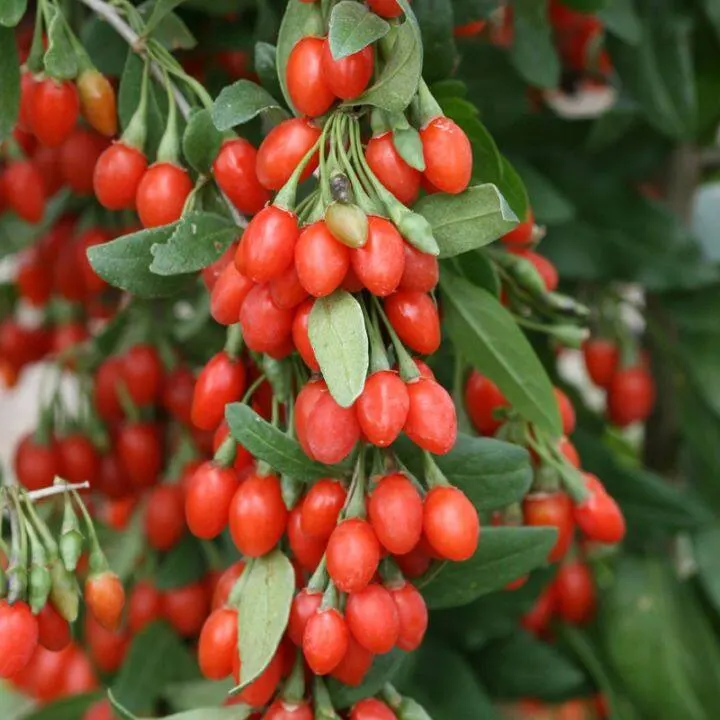 goji7