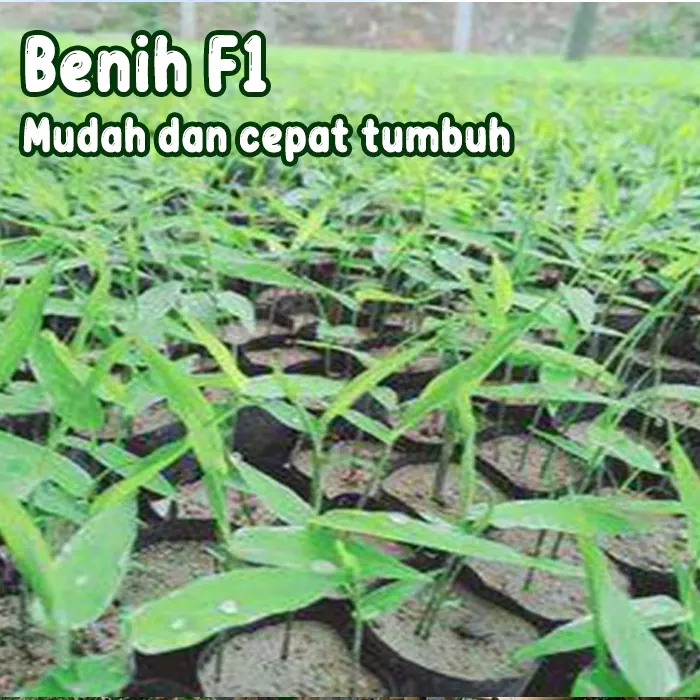 bambu2