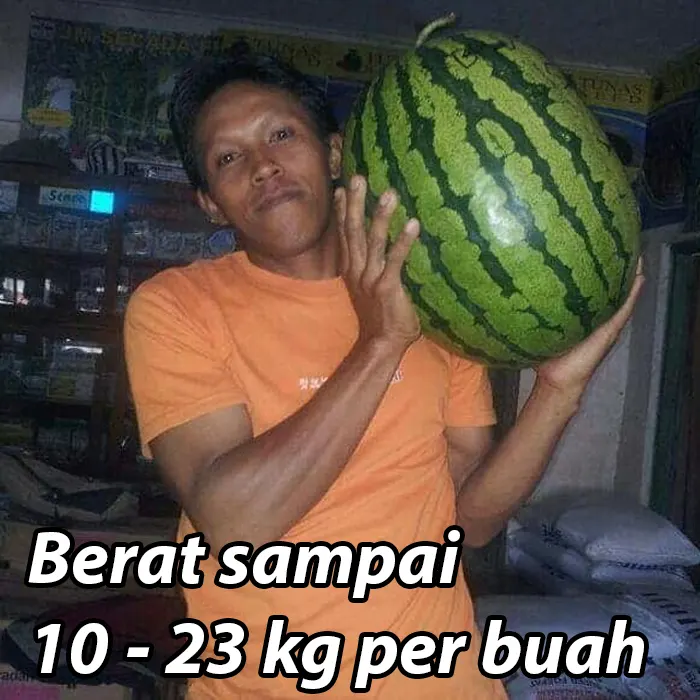 benih semangka