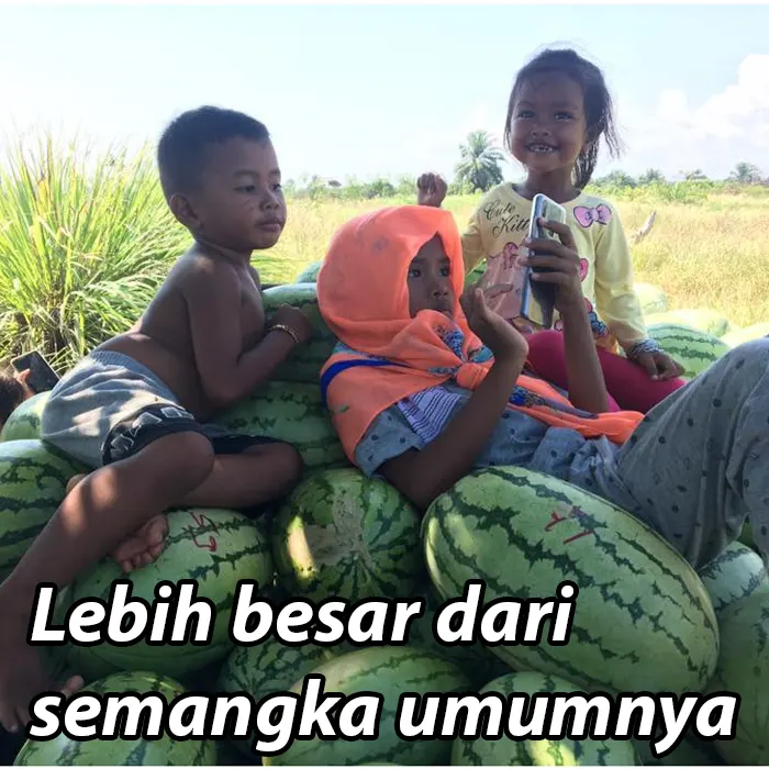 benih semangka3