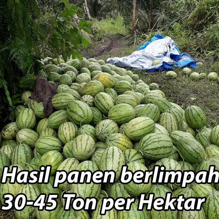 benih semangka4