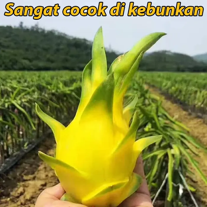 Benih Yellow Dragon Fruit FR – Daftarbelanja