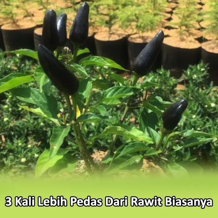cabe hitam