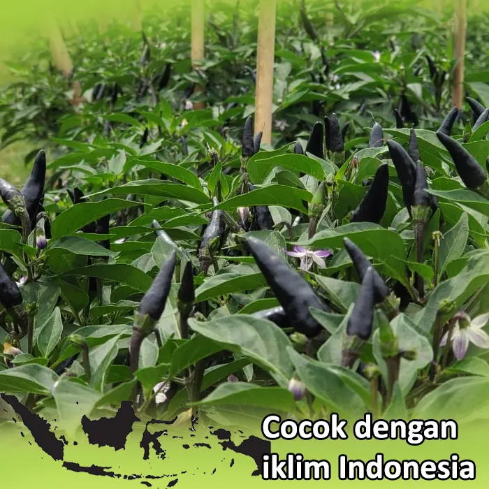 cabe hitam2