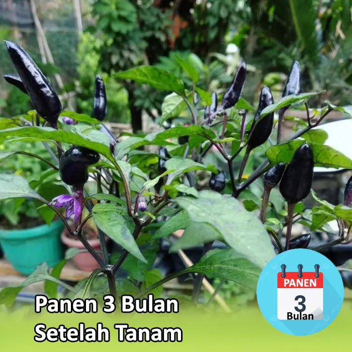 cabe hitam3