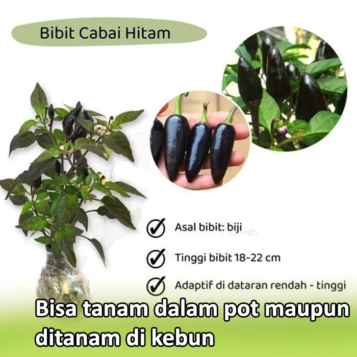 cabe hitam4
