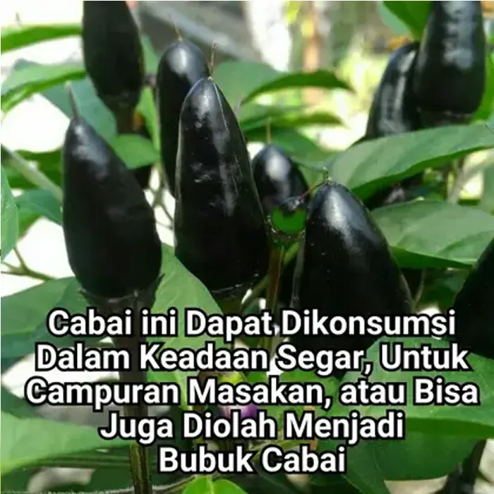 cabe hitam5
