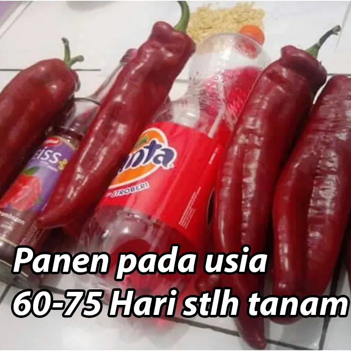 cabe tanduk