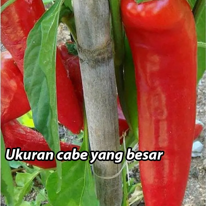 cabe tanduk3