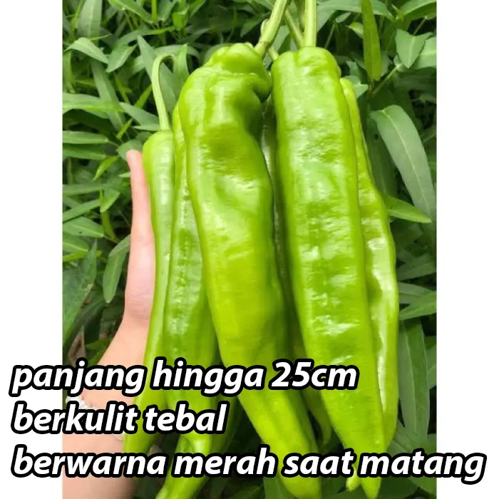 cabe tanduk4