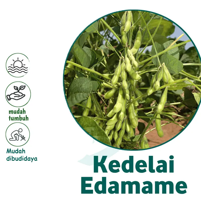 edamame2