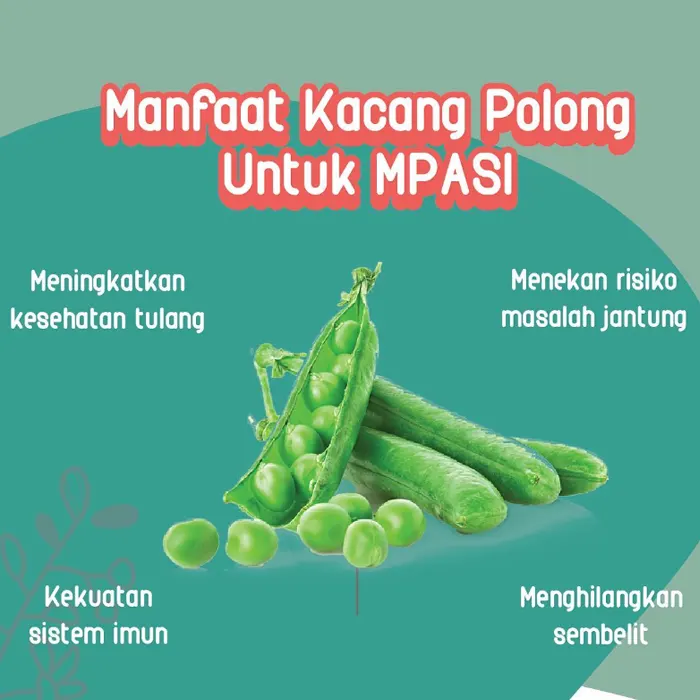 kacang polong2