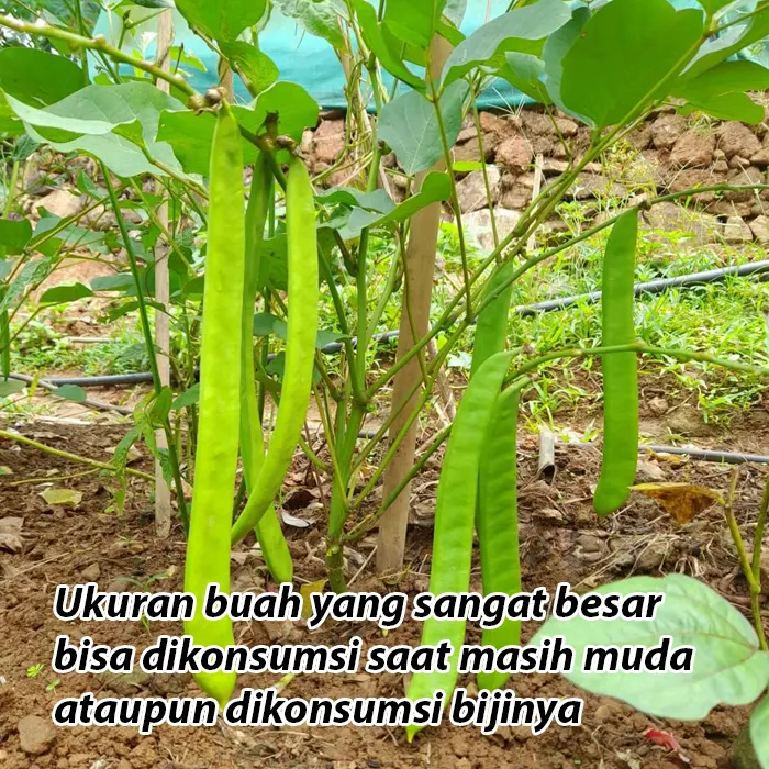 koro pedang2