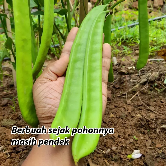 koro pedang3