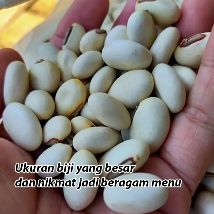 koro pedang5