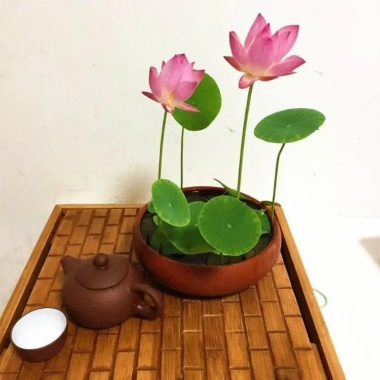 lotus (4)