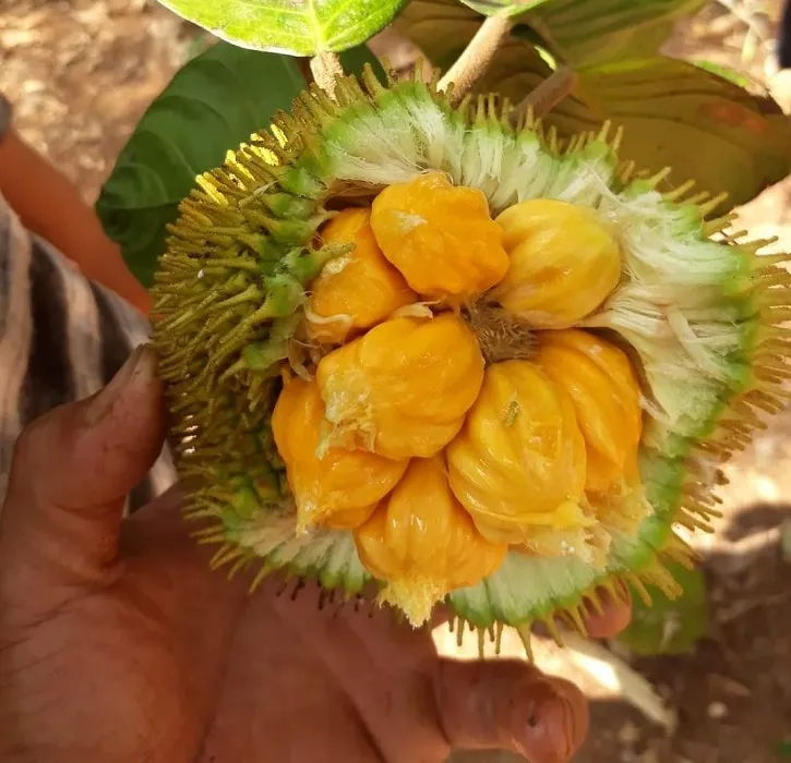 nangka (2)