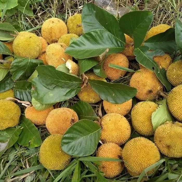 nangka (4)