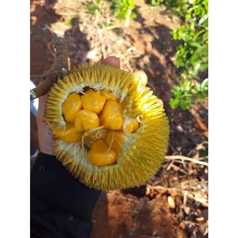 nangka (6)