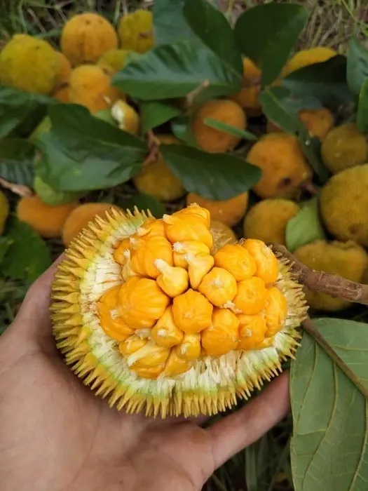 nangka