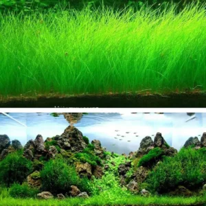 rumput aquarium