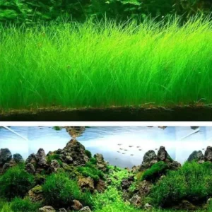 rumput aquarium3