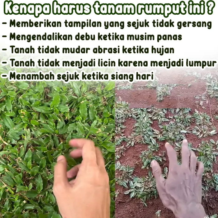 rumput gajah