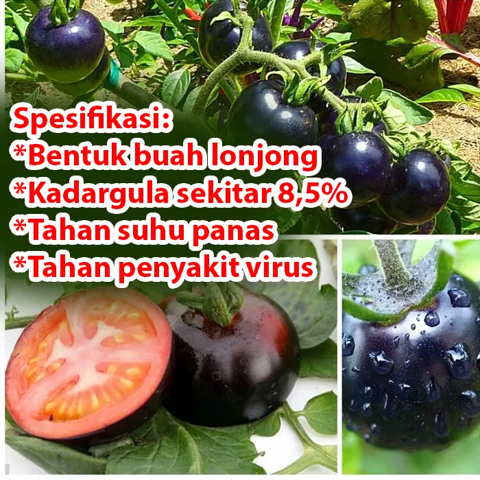 tomat-hitam.webp