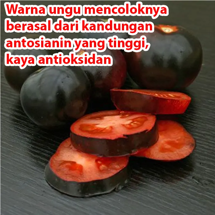 tomat-hitam3.webp