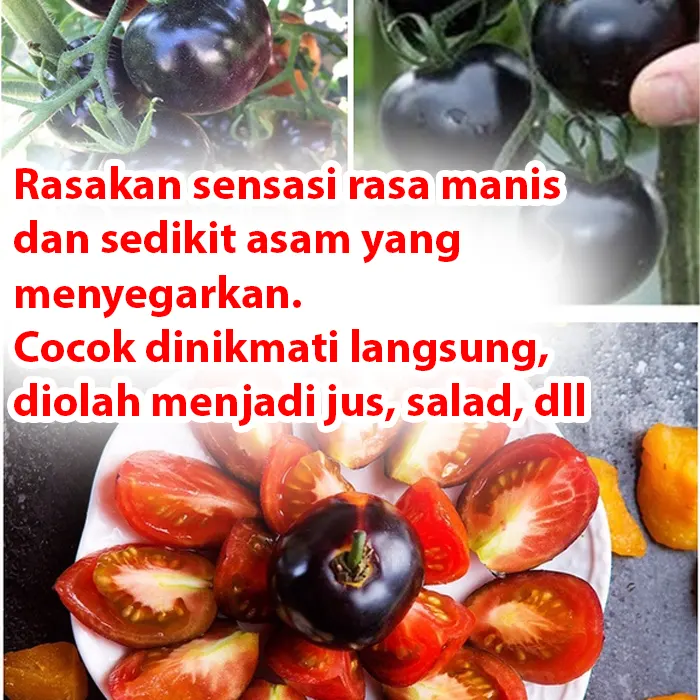 tomat-hitam4.webp