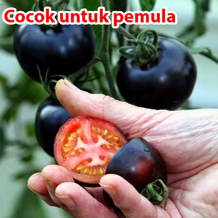 tomat-hitam5.webp