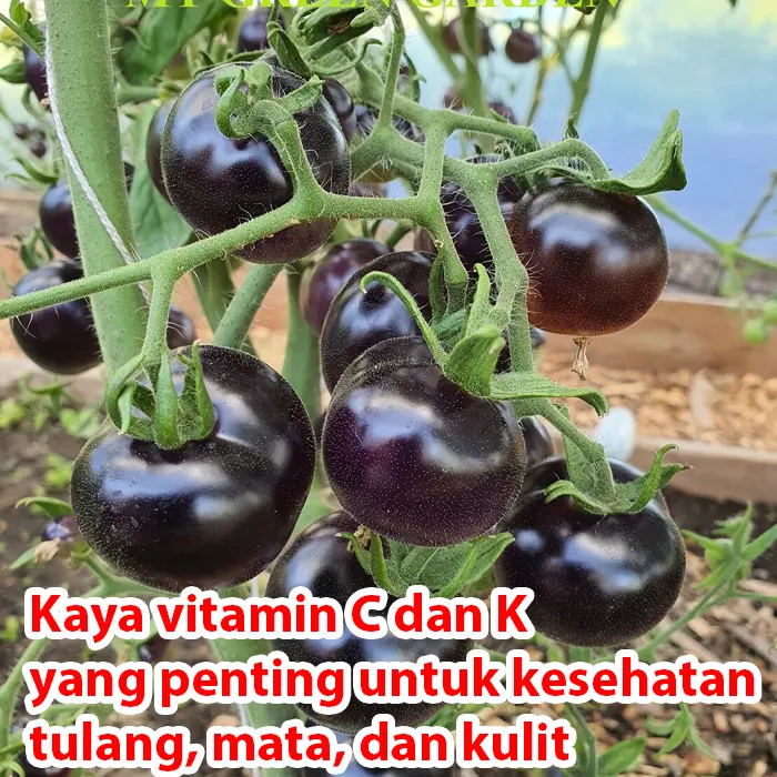 tomat hitam6